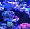 捷寶Jebao捷寶dmp魚(yú)缸造浪泵缸外供電海缸智能沖浪泵底吹環(huán)流變頻藍(lán)牙 15W【缸外供電+干濕分離】30-80CM魚(yú)缸 曬單實(shí)拍圖