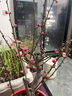 旺之春紅梅濃香型臘梅花樹苗室內(nèi)盆栽紅梅花苗綠梅花苗臘梅冬季花卉植物 5年紅梅（當(dāng)年開花） 曬單實拍圖