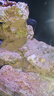 奧斯達造景膠 膠土 造景膠 海水魚(yú)缸活石造景珊瑚造景 活石膠缸膠 活石色造景膠800g（包含工具） 曬單實(shí)拍圖