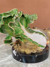 莫尼森  MOREISAN琺瑯彩百財(cái)如意白菜擺件客廳辦公室桌面酒柜裝飾品喬遷開業(yè)禮物品 琺瑯彩晶瑩如玉大白菜 曬單實(shí)拍圖