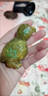 老岫玉收藏老物件戰(zhàn)漢撿漏古玩古董玉器把件吊墜掛件擺件鸚鵡 曬單實(shí)拍圖