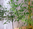 京悠雨德國(guó)品質(zhì)南天竹水培植物室內(nèi)好養(yǎng)水養(yǎng)帶根客廳綠植盆栽火焰真樹(shù)苗 【嚴(yán)選】南天竹20-30cm高*1棵(送營(yíng)養(yǎng)液) 不含盆 曬單實(shí)拍圖