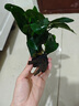 水草植物魚缸造景好養(yǎng)易活凈化水質(zhì)水草魚缸專用綠植水培銅錢草 銅錢草火山石/1杯 曬單實(shí)拍圖