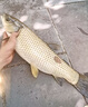 霸統(tǒng)主攻草魚專用小藥黑坑釣魚水庫野釣誘食劑沾泡顆粒玉米餌料添加劑 草魚克星+草魚速誘+水蜜桃 曬單實拍圖