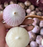 儲(chǔ)褚云南【有機(jī)】獨(dú)頭蒜紫皮大蒜精選新鮮蔬菜健康無(wú)農(nóng)殘有機(jī)調(diào)料食材 精選有機(jī) 1000g 獨(dú)頭蒜中果（2.5-3.0cm) 曬單實(shí)拍圖