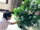 迪普爾水氣球500個(gè)加厚彩色小氣球兒童打水仗打靶氣球打槍飛鏢氣球生日 曬單實(shí)拍圖