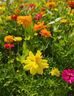 卉心思耐寒耐旱野花組合種子各種花種籽子大全四季播種開(kāi)花春天庭院易活 矮桿波斯菊半斤 曬單實(shí)拍圖