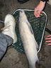 賈東普賈東普赤尾青冷凍魚(yú)餌鯽魚(yú)鯉魚(yú)羅非魚(yú)餌黑坑鮮腥秋冬蝦肉粉餌料 赤尾青 曬單實(shí)拍圖
