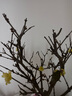 綠達臘梅花樹(shù)苗盆栽叢生地載庭院風(fēng)景樹(shù)耐寒紅梅矮化老樁原生素心蠟梅5年精選嫁接素心臘梅濃香型 曬單實(shí)拍圖