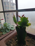 耀強(qiáng)蟹爪蘭多色精品嫁接蟹爪蓮苗綠植盆栽辦公植物室內(nèi)陽(yáng)臺(tái)花卉 花色 嫁接三色宋花架 不含盆 曬單實(shí)拍圖