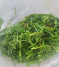 蓿蕾黑麥草種籽子四季多年生牧草種子耐寒畜牧養殖草種喂豬牛羊魚(yú)草 1斤裝：進(jìn)口四倍體黑麥草種子（畝用量15斤） 曬單實(shí)拍圖