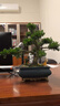 潮裕盆景黃楊木老樁盆景室內外好擺放送禮佳品庭院客廳玄關(guān)辦公室陽(yáng)臺造景 精品黃楊盆景28 高端盆景/一物一拍 曬單實(shí)拍圖