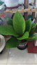 聚寶盆大葉綠植鳥(niǎo)巢花燭盆栽客廳招財(cái)水培植物室內(nèi)好養(yǎng)花卉發(fā)財(cái)樹(shù) 1顆聚寶盆（40~50cm）大號(hào) 帶盆種好 曬單實(shí)拍圖