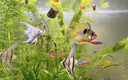 魚(yú)缸凈水劑一滴清消毒殺菌養(yǎng)魚(yú)水質(zhì)清澈劑免換水去綠水黃水渾水用 魚(yú)缸一秒凈5瓶【買(mǎi)3送2】 曬單實(shí)拍圖