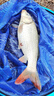 龍王恨漁具包釣魚(yú)便攜輕量魚(yú)竿包耐磨防水多容量竿包釣魚(yú)包釣竿包 輕便漁具包（藍） 曬單實(shí)拍圖