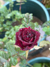 黑巴克玫瑰花苗月季花苗四季開花帶花苞盆栽老樁樹苗花種花卉大 云南發(fā)黑巴克中苗130#原土盆月月開云南包對版 曬單實拍圖