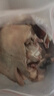 半成熟羊臉肉去骨羊頭肉帶舌頭整只羊頭羊臉羊蹄批發(fā) 去骨半熟羊頭肉4斤裝 曬單實(shí)拍圖