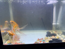 森森（SUNSUN）魚缸HR原廠標配水泵led燈HE水泵配件 HR-380標配的水泵一套 曬單實拍圖