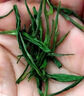 霍將軍桐城正宗小花2025新茶葉特級(jí)安徽龍眠山綠茶自己喝茶葉多規(guī)格罐裝 早春新茶一級(jí)500克罐裝4A 曬單實(shí)拍圖