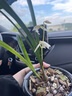 翁源蘭花漓江雪建蘭素花三劍客之一經(jīng)典白素高端銘品老種濃香好養 漓江雪2苗【大壯苗】當年開(kāi)花 曬單實(shí)拍圖