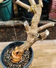 植物復(fù)活液枯樹黃葉成活液爛根爛苗強(qiáng)力生根劑植物花卉通用營養(yǎng)液 五瓶【發(fā)芽抽枝】落葉爛根 曬單實(shí)拍圖