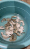 時(shí)寐東山縣澳角村海捕小章魚(yú) 八爪魚(yú) 新鮮活凍 深海海鮮 軟體水產(chǎn)海鮮 8-12個(gè)/ 400g(凈重) 曬單實(shí)拍圖