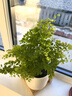 泰西絲水培植物鐵線(xiàn)蕨室內(nèi)花卉四季綠植 鐵線(xiàn)蕨+廣口玻璃瓶 源頭直發(fā) 曬單實(shí)拍圖