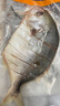 御鮮鋒 冷凍五環(huán)金鯧魚凈重250g-320g 生鮮魚類 金鯧魚五條裝 曬單實(shí)拍圖
