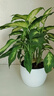 格調(diào)生活萬(wàn)年青銀皇后盆栽綠植室內(nèi)客廳好養(yǎng)活四季常青美觀凈化空氣小盆景 大號(hào)萬(wàn)年青（圓肚豎紋吸水盆） 含盆 曬單實(shí)拍圖