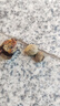 旺浦商貿綠茶種子早茶樹(shù)種籽茶葉種茶樹(shù)籽碧螺春龍井鐵觀(guān)音綠茶籽茶花種子 早茶種子一斤 曬單實(shí)拍圖