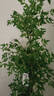 臨雅南天竹仿真綠植室內大型盆栽高端輕奢假花樹(shù)客廳仿生植物落地擺件 1.8米丨四桿南天竹+半圓形白盆 曬單實(shí)拍圖
