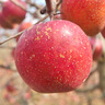 樺萱大涼山丑蘋(píng)果冰糖心四川鹽源脆甜紅富士蘋(píng)果水果新鮮應(yīng)季禮盒裝 9斤果王級(jí)90mm以上|凈重8.5斤 曬單實(shí)拍圖