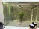樂(lè )淘逸寵麒麟鸚鵡魚(yú)活體元寶羅漢大型熱帶觀(guān)賞血鸚鵡魚(yú) 11-12cm麒麟鸚鵡魚(yú)1條 曬單實(shí)拍圖