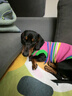 MIKI PAD狗狗衣服春秋條紋針織背心貓咪衣服小型犬夏天透氣比熊泰迪雪納瑞 彩虹條紋毛衣 M 胸圍38cm(參考體重7-10斤) 曬單實拍圖