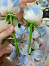 萊一刻鮮花速遞碎冰藍玫瑰花束送女友生日禮物全國同城配送 19朵伊莎貝拉漸變玫瑰花束 曬單實(shí)拍圖