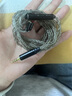 YYTCG發(fā)燒級7N單晶銅鍍銀 耳機升級線(xiàn) 帶麥線(xiàn)3.5多用途HIFI線(xiàn)控0.78雙插針 7N單晶銅鍍銀3.5-0.78雙針插 1.2米 曬單實(shí)拍圖