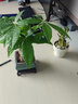 中夢(mèng)2024新款發(fā)財樹(shù)小盆栽辦公室內開(kāi)業(yè)送禮盆景綠植 三桿發(fā)財樹(shù)(方形山水) 曬單實(shí)拍圖