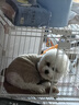 智宙泰迪衣服狗狗衣服寵物小型犬狗狗衣服秋冬季保暖比熊博美幼犬加厚 淺棕色XL碼（建議8.5-12斤） 升級優(yōu)質(zhì)珊瑚絨-【加絨加厚】 曬單實拍圖
