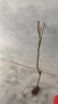 新疆香梨樹(shù)苗 嫁接梨樹(shù)苗 庫(kù)爾勒香梨樹(shù)苗 庫(kù)爾勒香梨苗南北方種植當(dāng)年結(jié)果果樹(shù)苗 4年苗(以上當(dāng)年結(jié)果) 曬單實(shí)拍圖