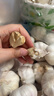 山東大蒜蒜頭5斤裝干紫皮新鮮多瓣蒜當(dāng)季紫皮金鄉(xiāng)蒜 5斤裝 曬單實拍圖