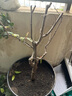 中夢海棠花盆栽樹苗老樁長壽冠陽臺庭院花卉綠植物盆景 長壽冠海棠 6年大苗 【1棵裝】 不含盆 曬單實拍圖