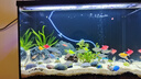 YEE魚(yú)缸超白背濾一體式自循環(huán)客廳生態(tài)桌面造景缸家用龜水草缸溪流缸 一體式50cm【豪華過(guò)濾培菌套餐】 曬單實(shí)拍圖
