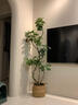臨雅造型鴨腳木客廳綠植大盆落地鴨掌木綠植室內(nèi)大型綠植盆栽四季常青 造型鴨腳木1.4-1.5米 創(chuàng)意圓球盆 曬單實拍圖