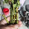 食用玫瑰花苗濃香泡花茶泡澡做精油大花濃香型陽臺庭院 墨紅 5棵 曬單實拍圖