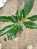 良種嫁接高產(chǎn)矮化板栗樹苗栗子苗大紅袍錐栗苗早熟南北方種植帶土 油板栗苗 二年苗 曬單實(shí)拍圖
