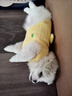阿莫爾小貓小狗衣服幼貓幼犬奶狗奶貓秋冬保暖背心小泰迪比熊小體茶杯犬 黃色小雞 XS（建議3斤內(nèi)） 曬單實拍圖