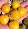 東北姑娘果新鮮黃金果當季時(shí)令水果黃菇娘特產(chǎn)燈籠果甜菇娘大果 精選大果【1斤裝】 曬單實(shí)拍圖