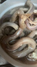 羊鞭新鮮冷凍羔羊鞭生鮮燒烤內(nèi)蒙羊肉羊?qū)?2斤 曬單實拍圖