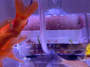 瘋狂水草電動(dòng)水妖精圓形小型魚(yú)缸過(guò)濾器循環(huán)泵三合一迷你過(guò)濾增氧一體靜音 白色迷你水妖精【帶氣泵-過(guò)濾培菌套餐】 曬單實(shí)拍圖