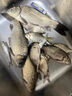 祥釣翁鯽魚專用爆護(hù)餌料野釣全能腥香鯽魚魚食黑坑比賽強(qiáng)效誘魚鯽魚餌料 一袋 曬單實(shí)拍圖